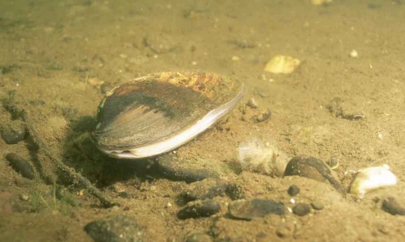 Freshwater Mussels Filter Cleaner Streams