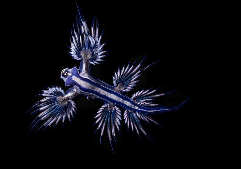 Conservation Status Of Blue Dragons