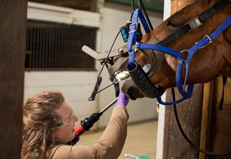 Modern Advances In Equine Dentistry