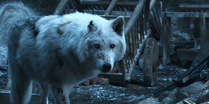 What happens if dire wolves escape captivity?