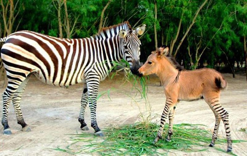 Zonkey (Zebra + Donkey)