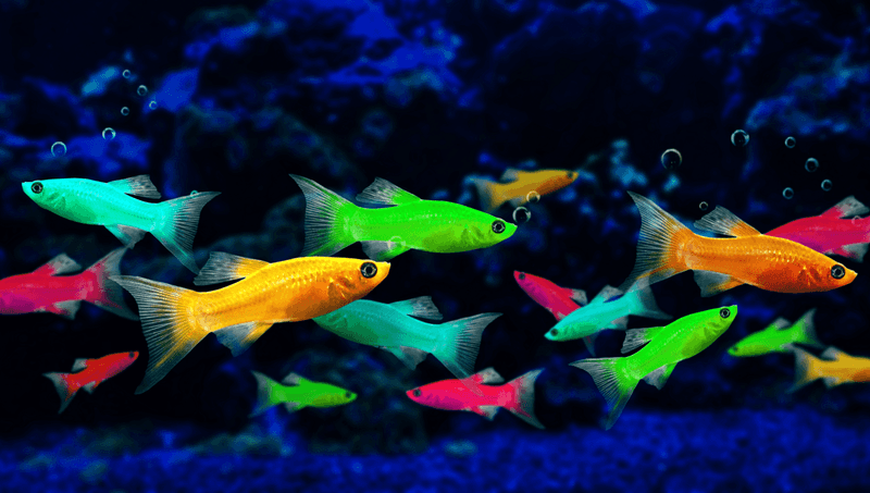 Glofish
