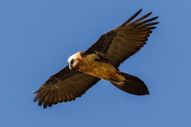 Bearded Vulture