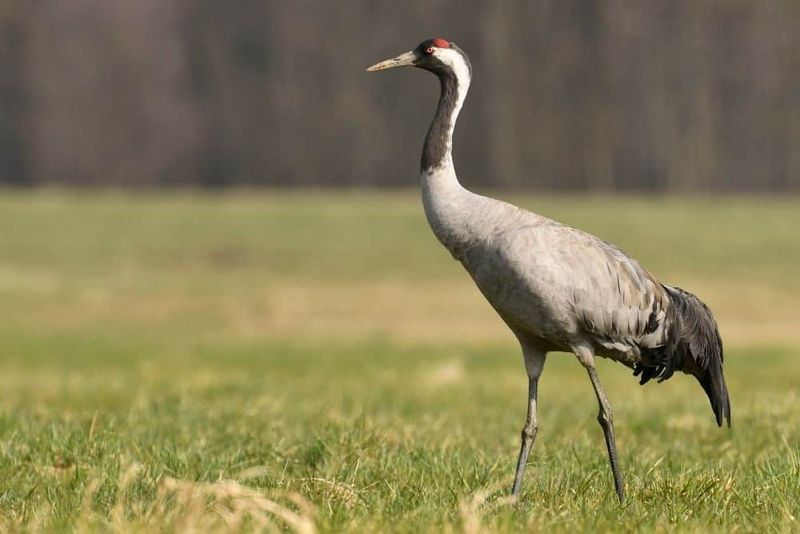 Common Crane
