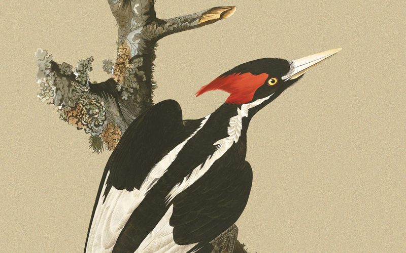 Ivory-billed Woodpecker - The Ghost Bird