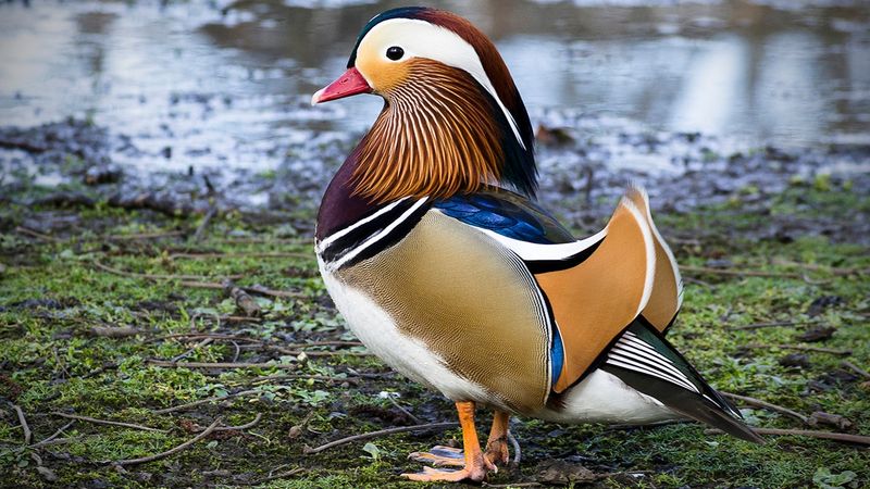 Mandarin Duck