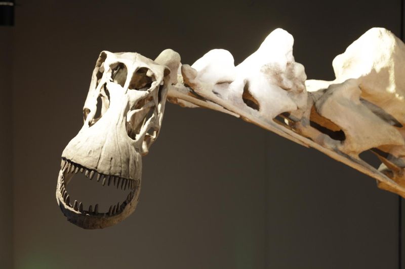 The Importance Of This Fossil For Paleontology