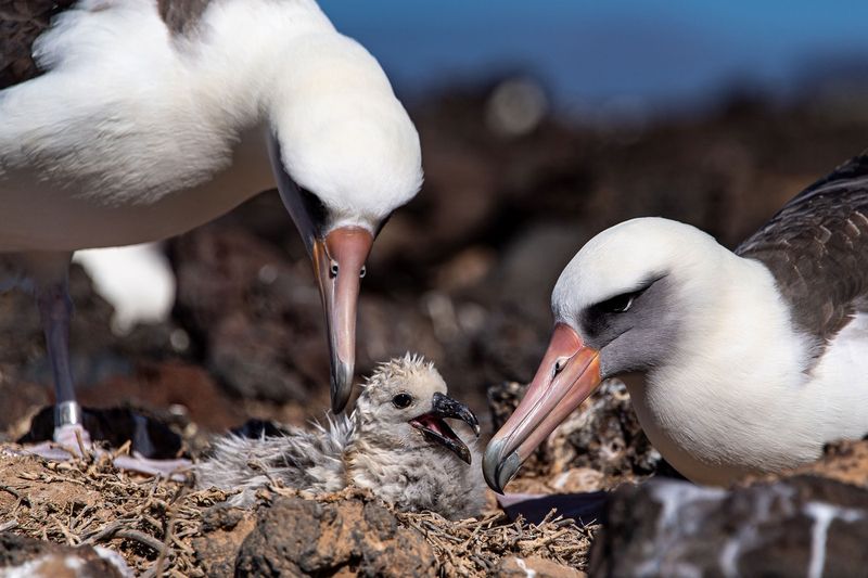What's Being Done To Save Them?