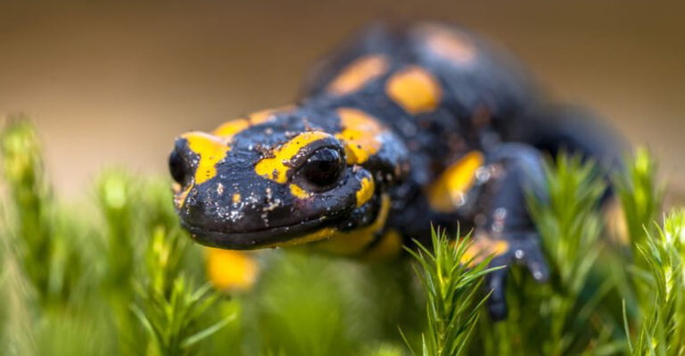 Why Amphibians Are Particularly Vulnerable To Global Warming