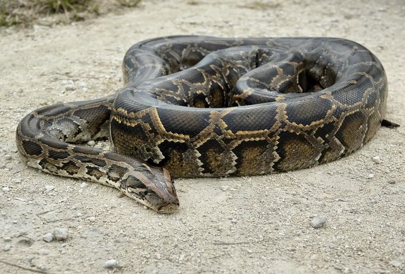 How Do Snake Trackers Stay Safe During The Removal Process?