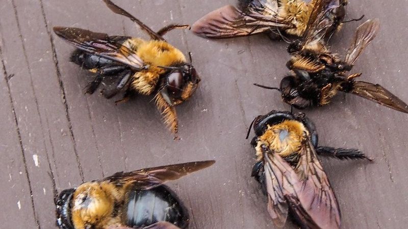 Pesticide Poisoning Is Killing Colonies
