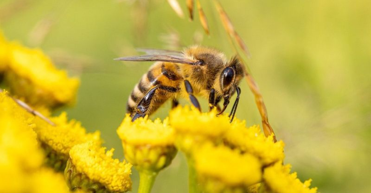 Why Bees Are Disappearing And What It Means For Our Future