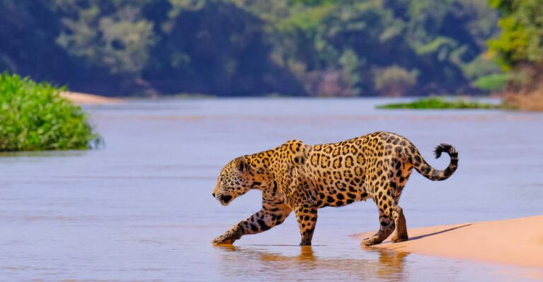 Why Big Cats Are Crucial For Biodiversity In Their Ecosystems