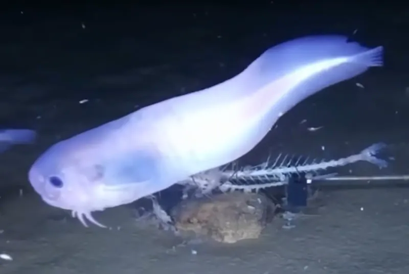 Translucent Body: A Key Adaptation For Survival