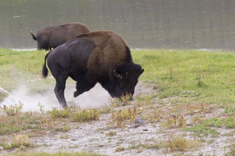 Why Bison Charge And What Triggers Them