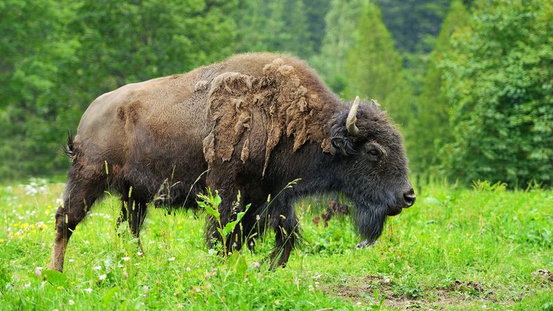 Signs A Bison Feels Threatened