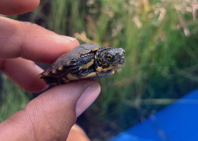 How Bullfrogs Harm Native Turtles