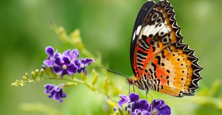 Why Butterflies Are Slowly Disappearing From North America