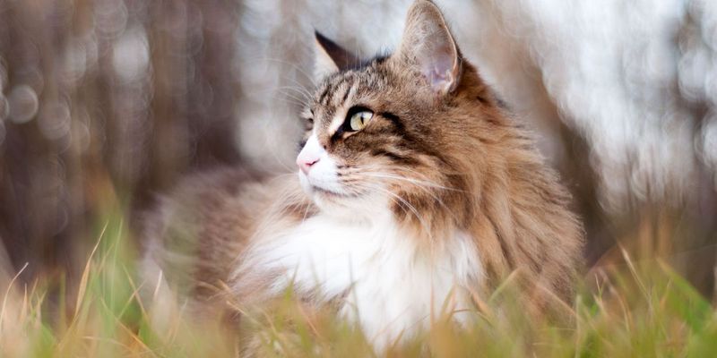 Cats' Peripheral Vision