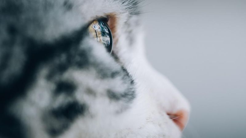 Cats See Objects In Focus Only Within A Short Range
