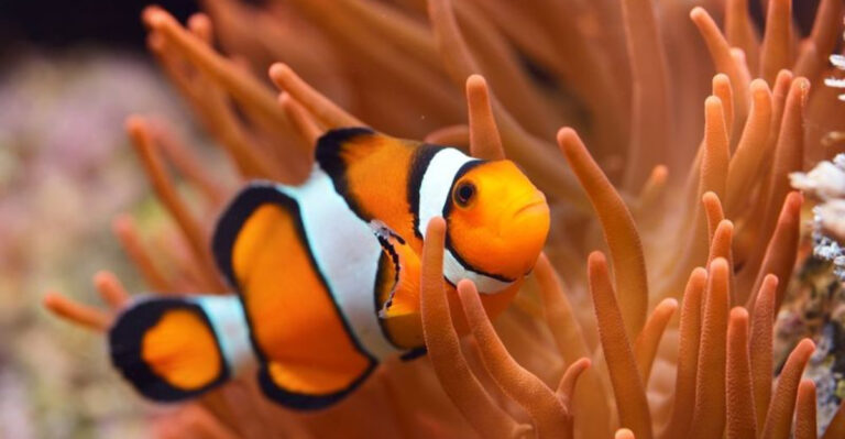 Why Clownfish Are Getting Smaller As The Oceans Get Hotter