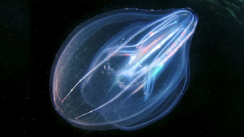 What Comb Jellies Can Teach Us About The Origins Of Life