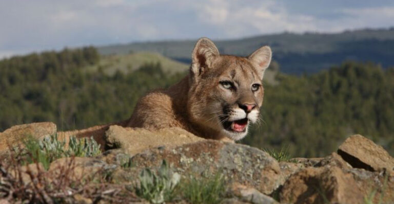Why Cougars Need Room To Roam: The Science Behind Wildlife Corridors