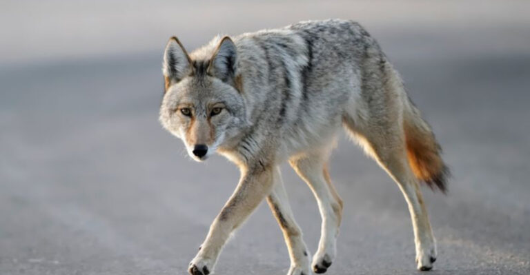 Why Coyotes Are Moving Into American Suburbs
