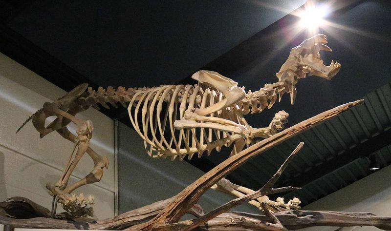 Fossils In Florida That Reveal Prehistoric Life