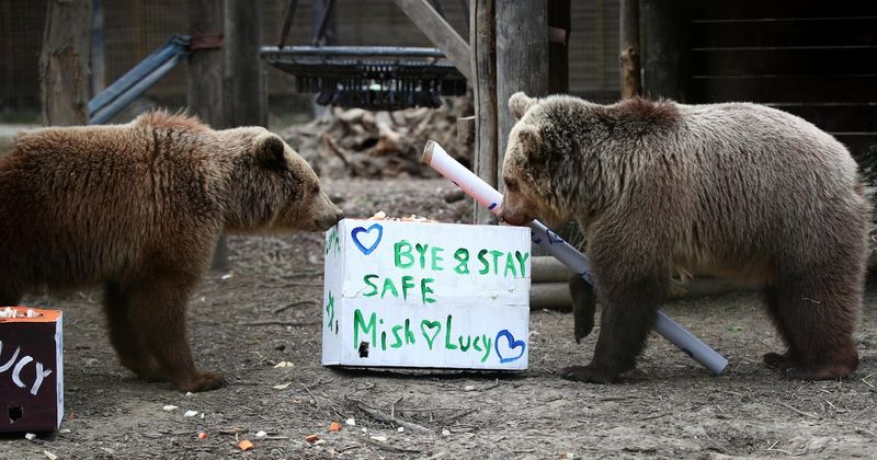 How Bear-Related Incidents Are Managed In Zoos