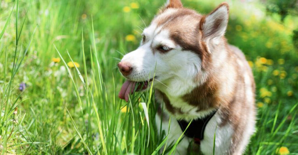 Photo inspiration: Gallery Detail: Why Do Dogs Eat Grass 7 Common Reasons And How