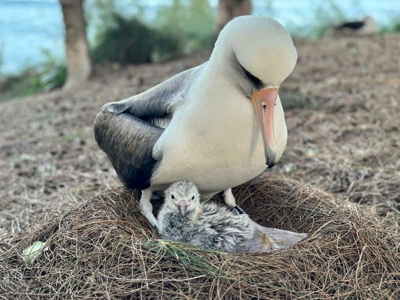 How The Albatross's Slow Reproductive Rate Helps It Survive