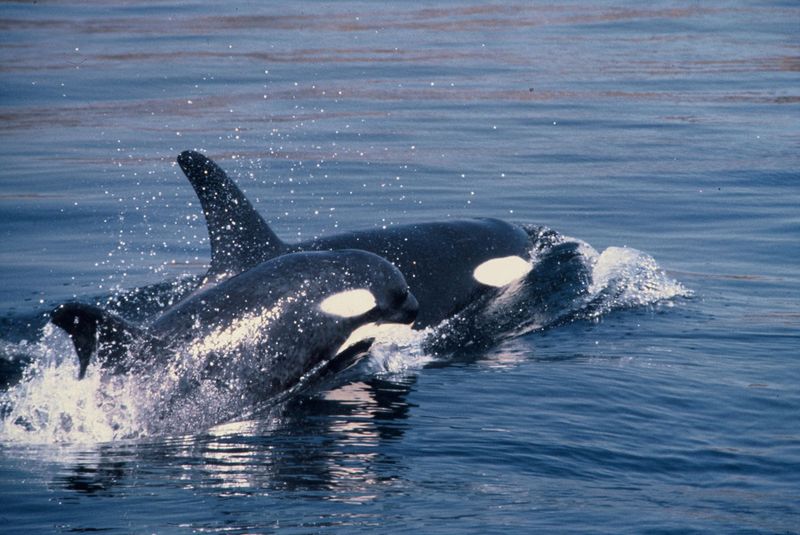 Increased Pollution: A Growing Danger For Fully Aquatic Mammals