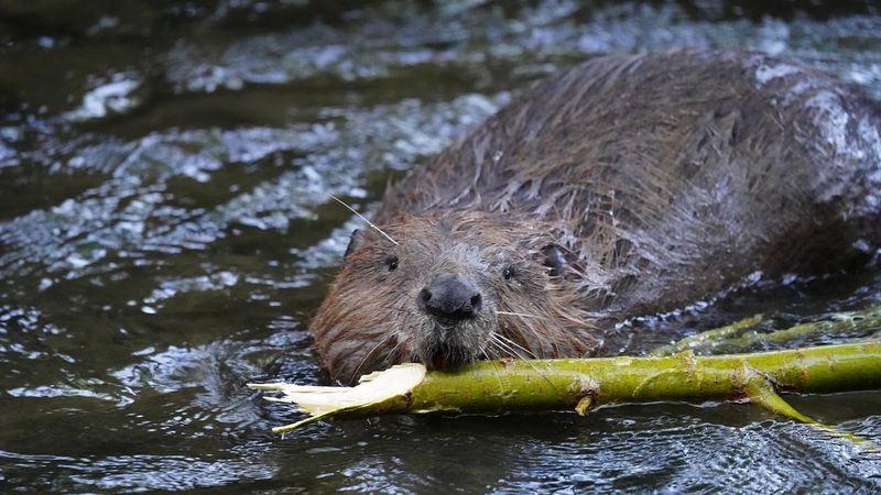 Can Beavers Really Change The Ecosystem?