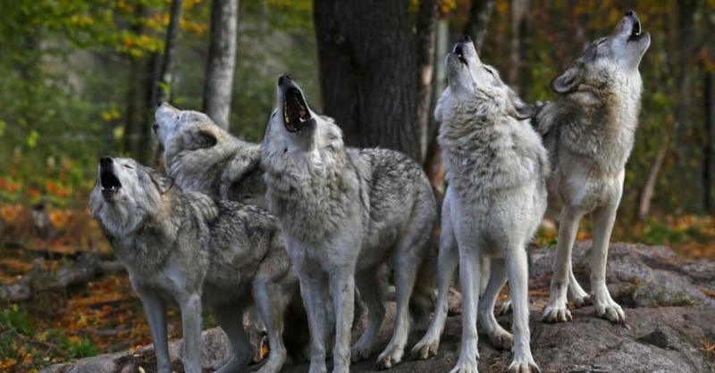 Do Wolves Really Howl At The Moon?