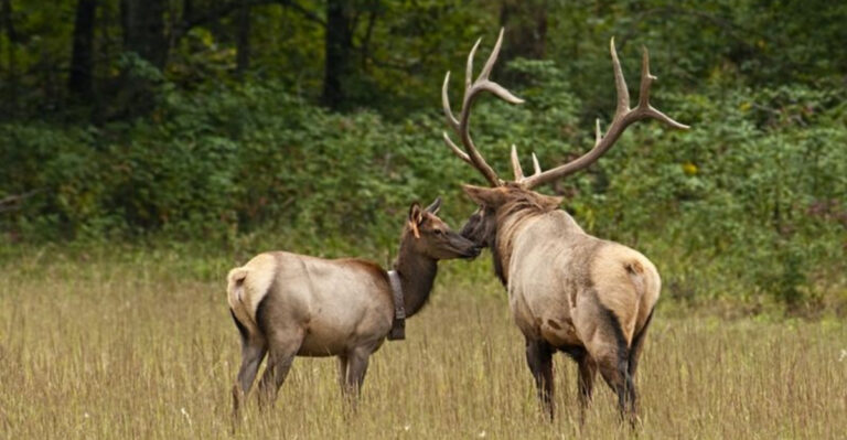 Why Elk Migrations Are Now Happening Earlier Each Year