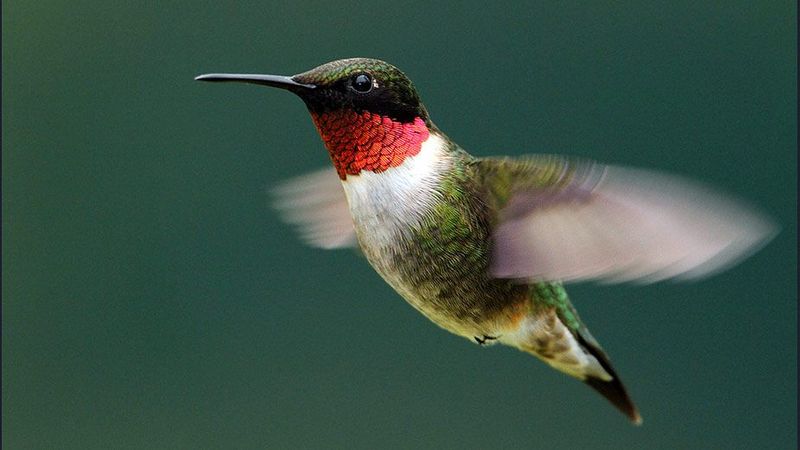 How Tiny Birds Cross Oceans