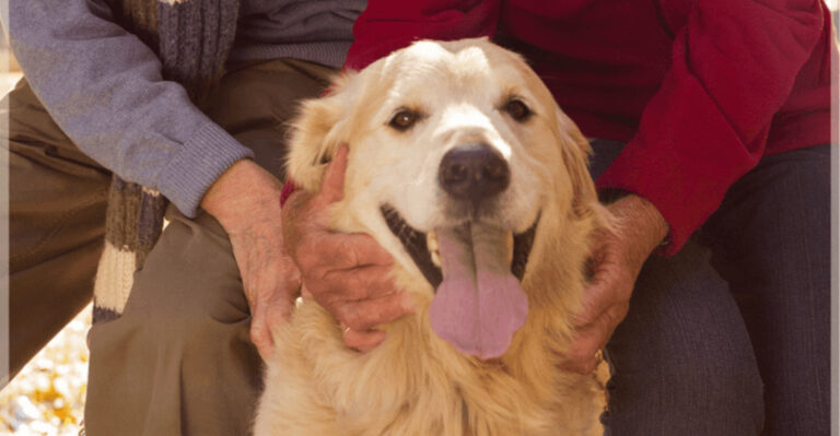 Why Golden Retrievers Are Perfect Companions For Retirees