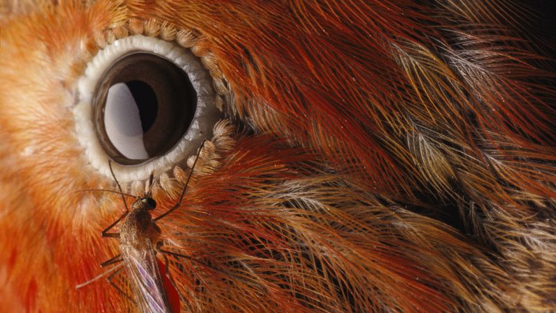 The Role Of Mosquitoes In Spreading Avian Malaria In Hawaii