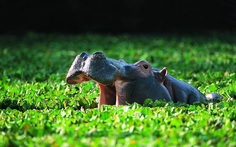 Hippos' Unique Digestive System