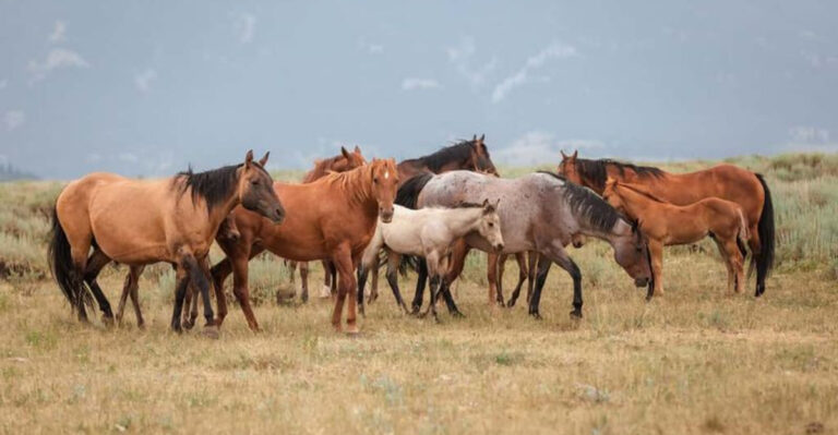 Why Horses Run In Herds - Exploring The Science Of Their Social Bonds