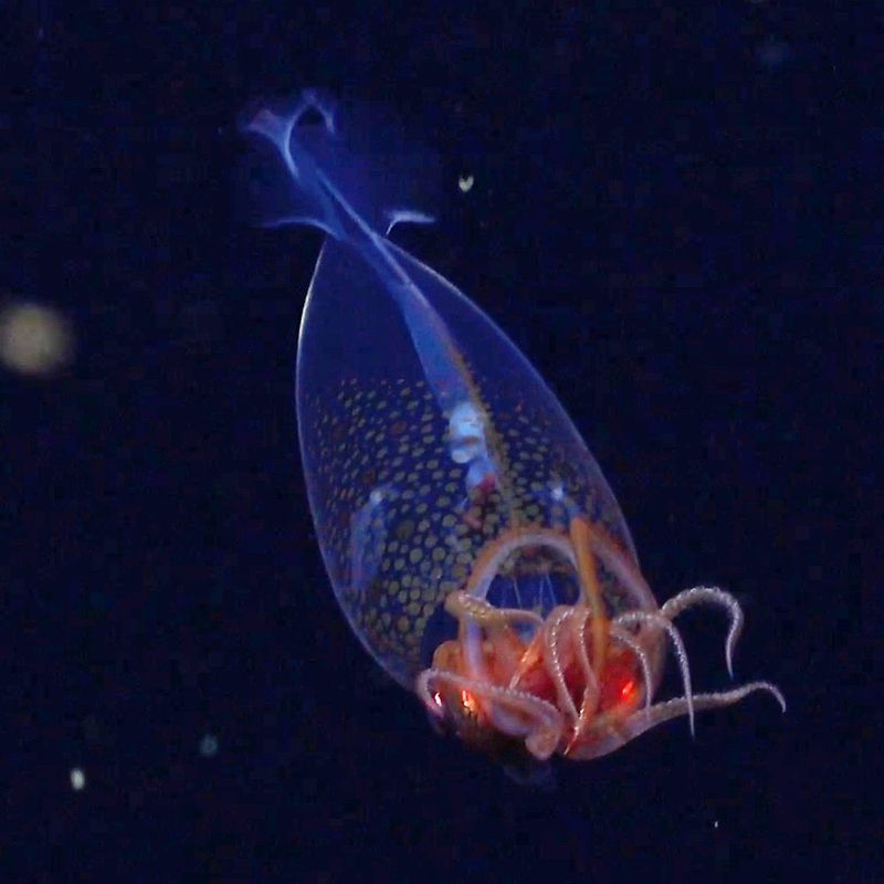 What This Footage Means For Marine Science