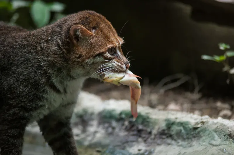 Nocturnal Behavior