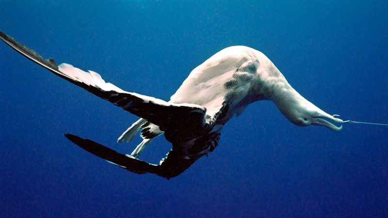How Human Activity Is Impacting Albatross Populations