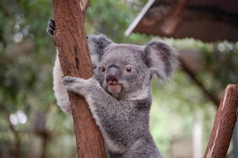 Exploring The Mystery: How Koala Fingerprints Mimic Human Ones