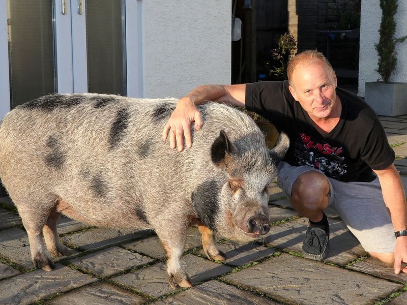 Debunking Myths: The Real Size Of A Miniature Pig