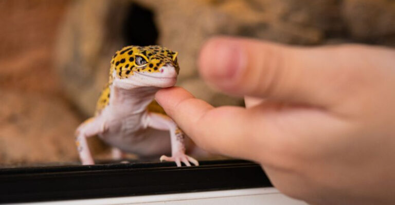 Why More Americans Are Choosing Birds And Reptiles Over Traditional Pets Today