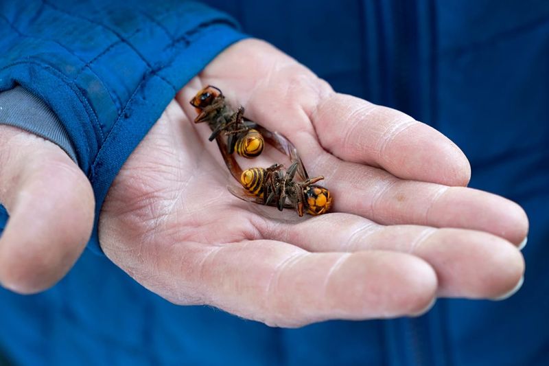 Eradication Success: How U.S. Officials Declared Murder Hornets Gone