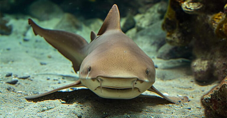 Why Nurse Sharks Are The Ocean’s Most Misunderstood Predators