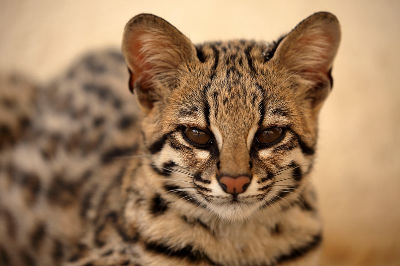 Conservation Efforts